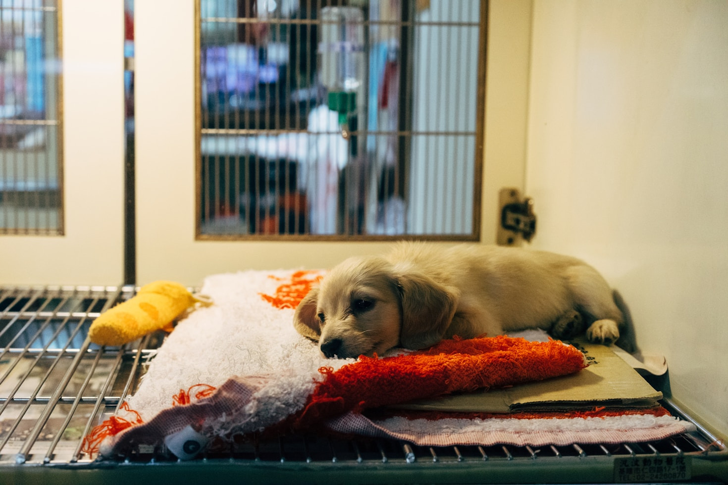 Cómo puedes marcar la diferencia en el rescate animal