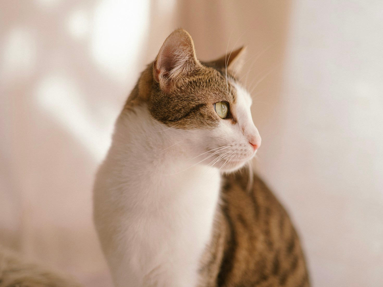 Historias conmovedoras: animales que encontraron un hogar
