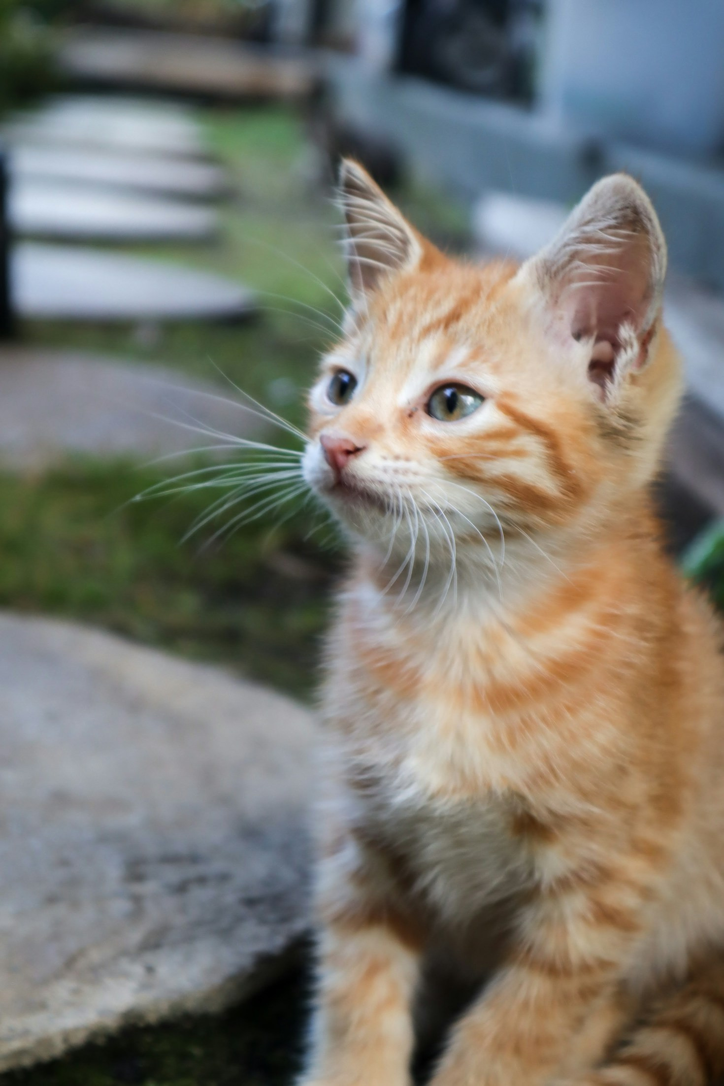 Consejos para adoptar y cuidar a una mascota rescatada