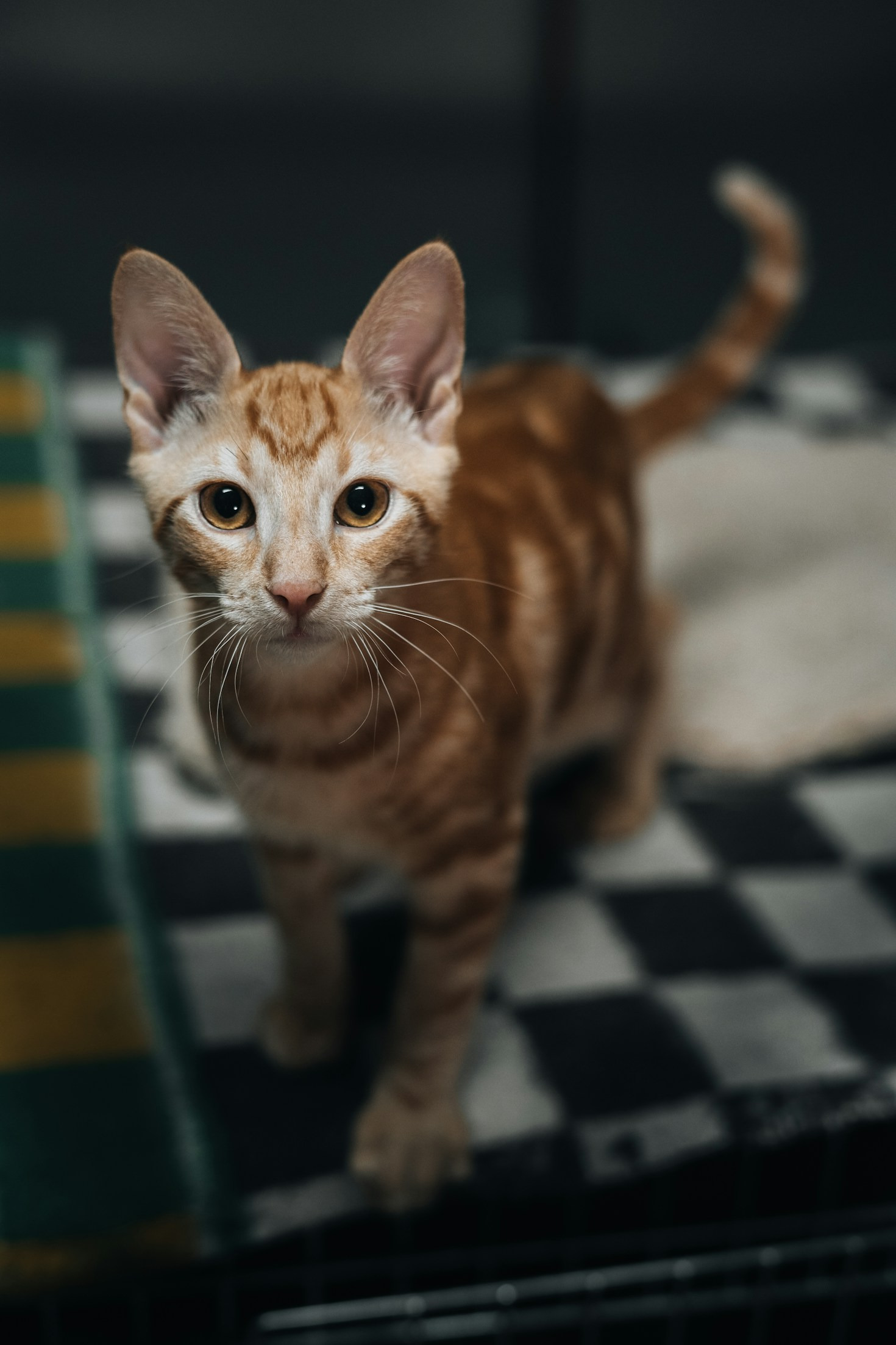 Cómo participar en la causa del rescate animal