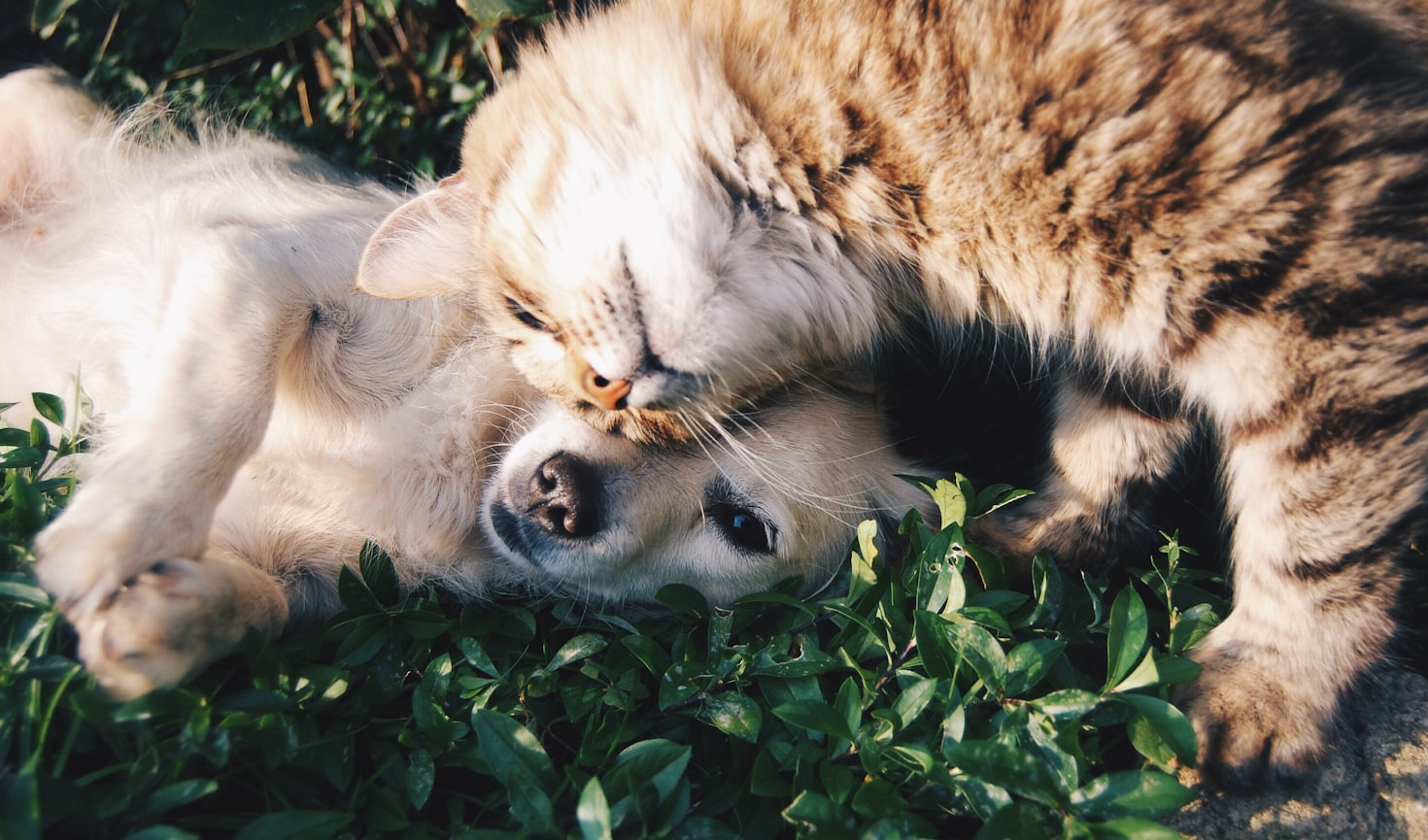 Fundación Dasmar: un refugio de esperanza para los animales